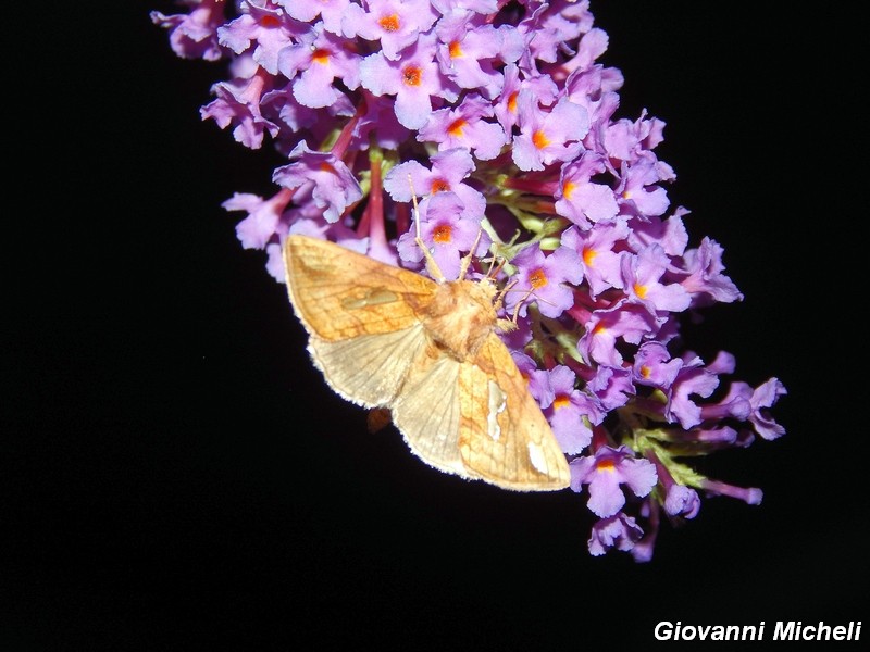 Buddleia in notturna.....